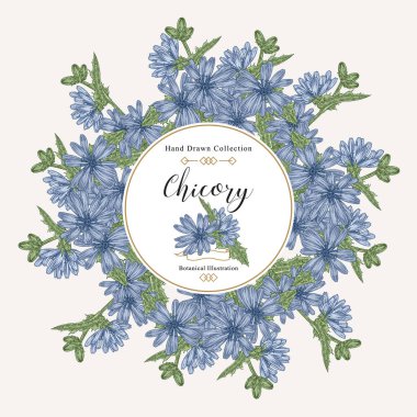 Hindiba bitkisi yuvarlak çerçevesi. Çiçekler ve yapraklar el çizimi. Şifalı bitkiler. Vektör illüstrasyon klasiği.