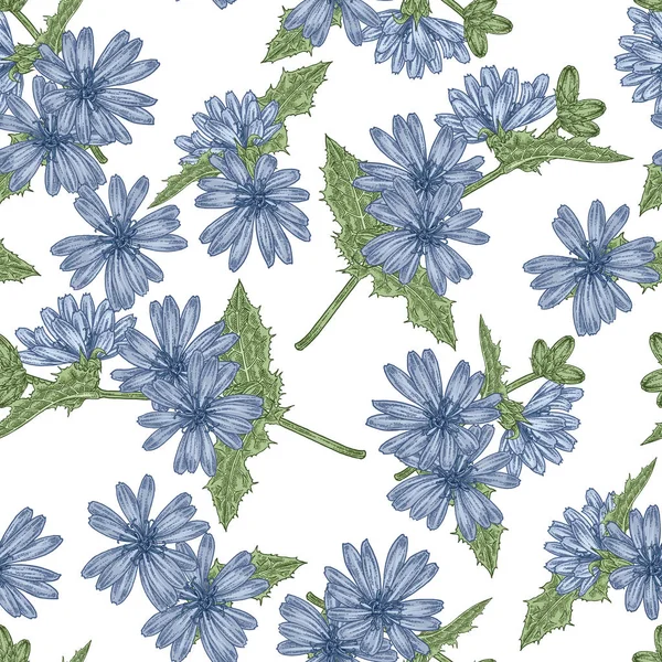 Cikoriaväxter sömlöst mönster. Blommor och blad handritade. Medicinska örter. Vektor illustration vintage. — Stock vektor