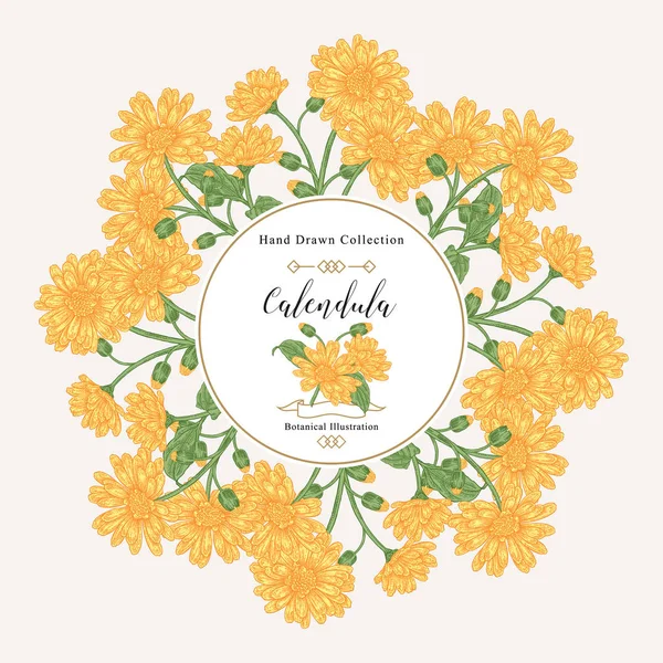 Calendula officinalis okrągła ramka. Kolorowe kwiaty i liÅ cie roÅ liny Calendula. Zioła medyczne. Ilustracja wektora vintage. — Wektor stockowy