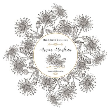 Arnica montana flowers and leaves round frame. Medical herbs. Vector illustration vintage. clipart