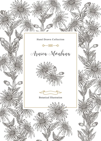 Arnica montana λουλούδια και φύλλα φόντο. Συλλογή ιατρικών βοτάνων. Vector εικονογράφηση vintage. — Διανυσματικό Αρχείο