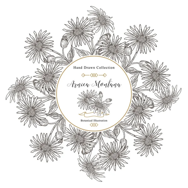 Арніка квіти і листя круглої рамки. Медичні трави. Векторні ілюстрації старовинні . Ліцензійні Стокові Ілюстрації