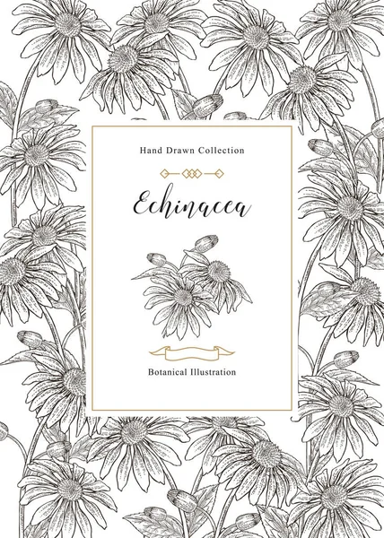 Echinacea purpurea kvete a zanechává pozadí. Zdravotní byliny. Vektorová ilustrace vintage. — Stockový vektor