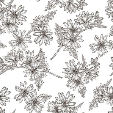 Hindiba bitkisinin dikişsiz deseni. Çiçekler ve yapraklar el çizimi. Şifalı bitkiler. Vektör illüstrasyon klasiği. Siyah ve beyaz stili.