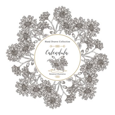 Calendula officinalis yuvarlak çerçeve. Calendula bitkisinin çiçekleri ve yaprakları. Şifalı bitkiler. Vektör illüstrasyon klasiği. Siyah ve beyaz stili.