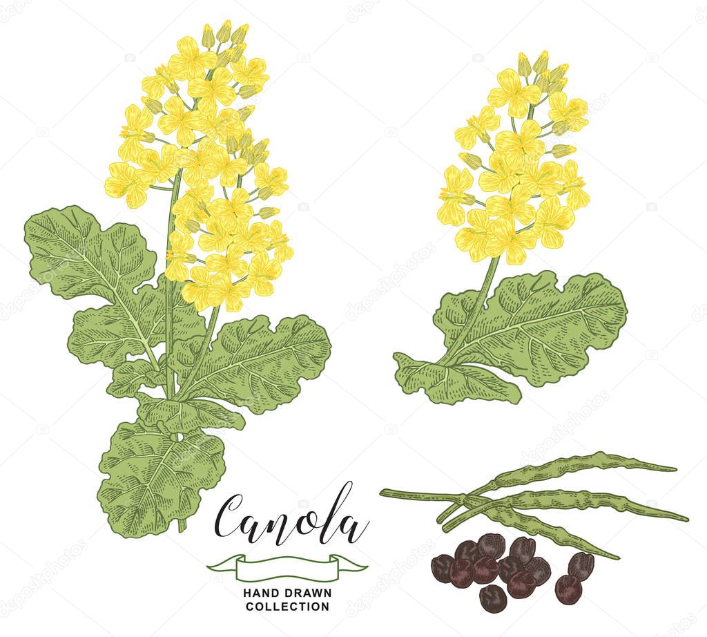 Canola, rape plant collection. Colorful flowers, branches and rapeseed isolated on white background. Vector illustration botanical. Vintage engraving style.