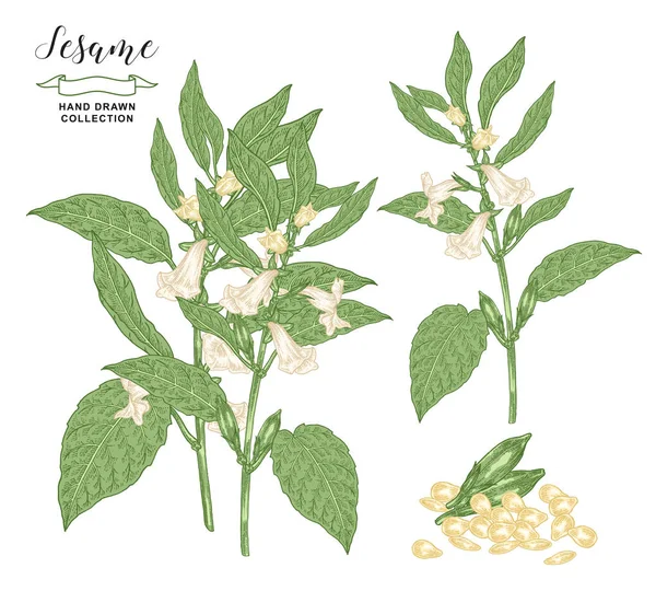 Collezione di piante di sesamo. Colorati fiori di sesamo, foglie e semi isolati su sfondo bianco. Illustrazione vettoriale botanica. Stile di incisione disegnato a mano . — Vettoriale Stock