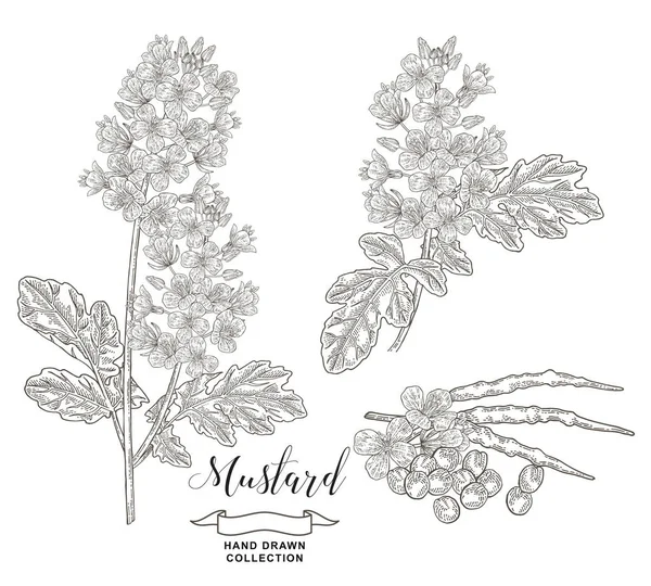 Mustard plant collection. Hand drawn flowers, pods and seeds of mustard isolated on white background. Vector illustration botanical. Vintage engraving style. — 图库矢量图片