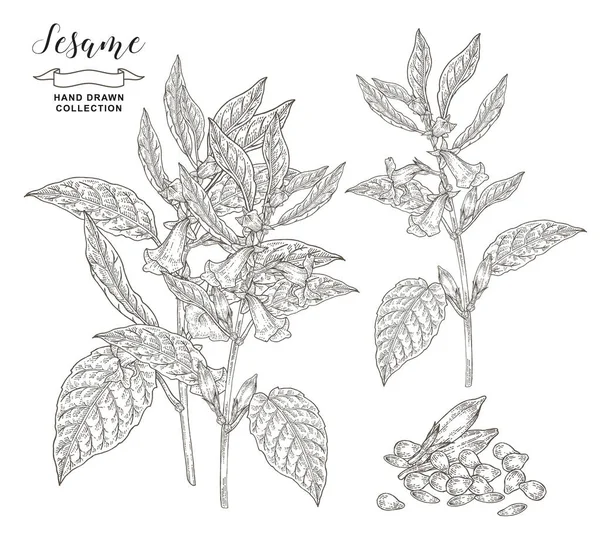 Szezámnövény gyűjtemény. Szezámvirág, levelek és magvak elszigetelt fehér alapon. Vektor illusztráció botanikai. Kézzel rajzolt gravírozási stílus. — Stock Vector