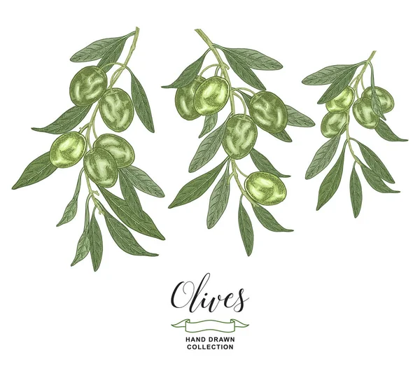 Olive collection. Green olives branches isolated on white background. Vector illustration botanical. Hand drawn engraving style. — Stock Vector