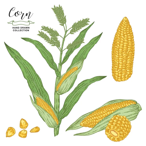 Maissi kasvi eristetty valkoisella pohjalla. Maissin vektorikuvitus. Viljakokoelma. Käsin piirretty kaiverrus tyyli . — vektorikuva