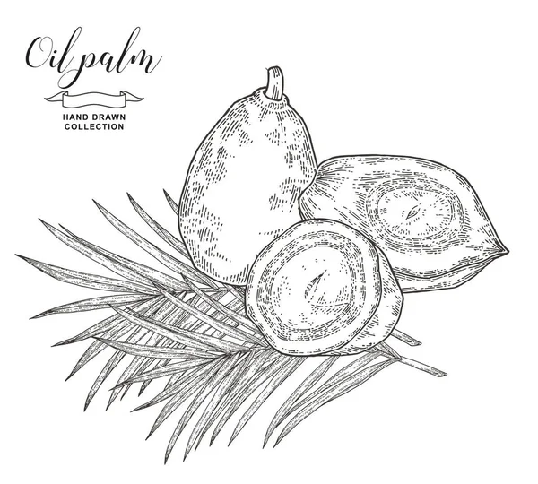 Oliepalmfruit en -bladeren. Palmtakken en noten geïsoleerd op witte achtergrond. Vector illustratie botanisch. Handgetekende graveerstijl. — Stockvector