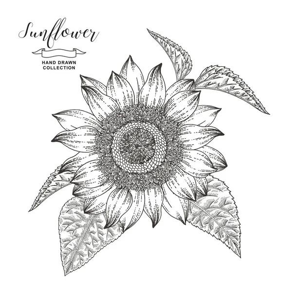 Hand drawn sunflower isolated on white background. Autumn flower. Vector illustration botanical. Vintage engraving style. Black and white. — Stock Vector