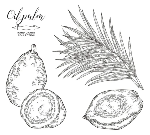 Oliepalmfruit collectie. Palmtakken en noten geïsoleerd op witte achtergrond. Vector illustratie botanisch. Handgetekende graveerstijl. — Stockvector