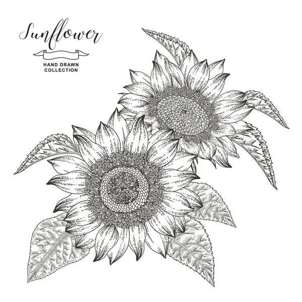 Hand drawn sunflowers isolated on white background. Autumn flower composition. Oil plants. Vector illustration botanical. Vintage engraving style. Black and white. — Stock Vector