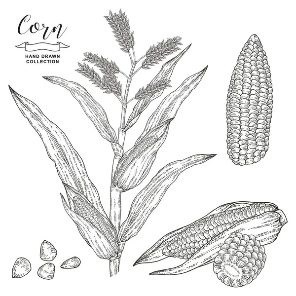 Corn plant isolated on white background. Maize vector illustration. Cereal set. Hand drawn engraving style. — 스톡 벡터