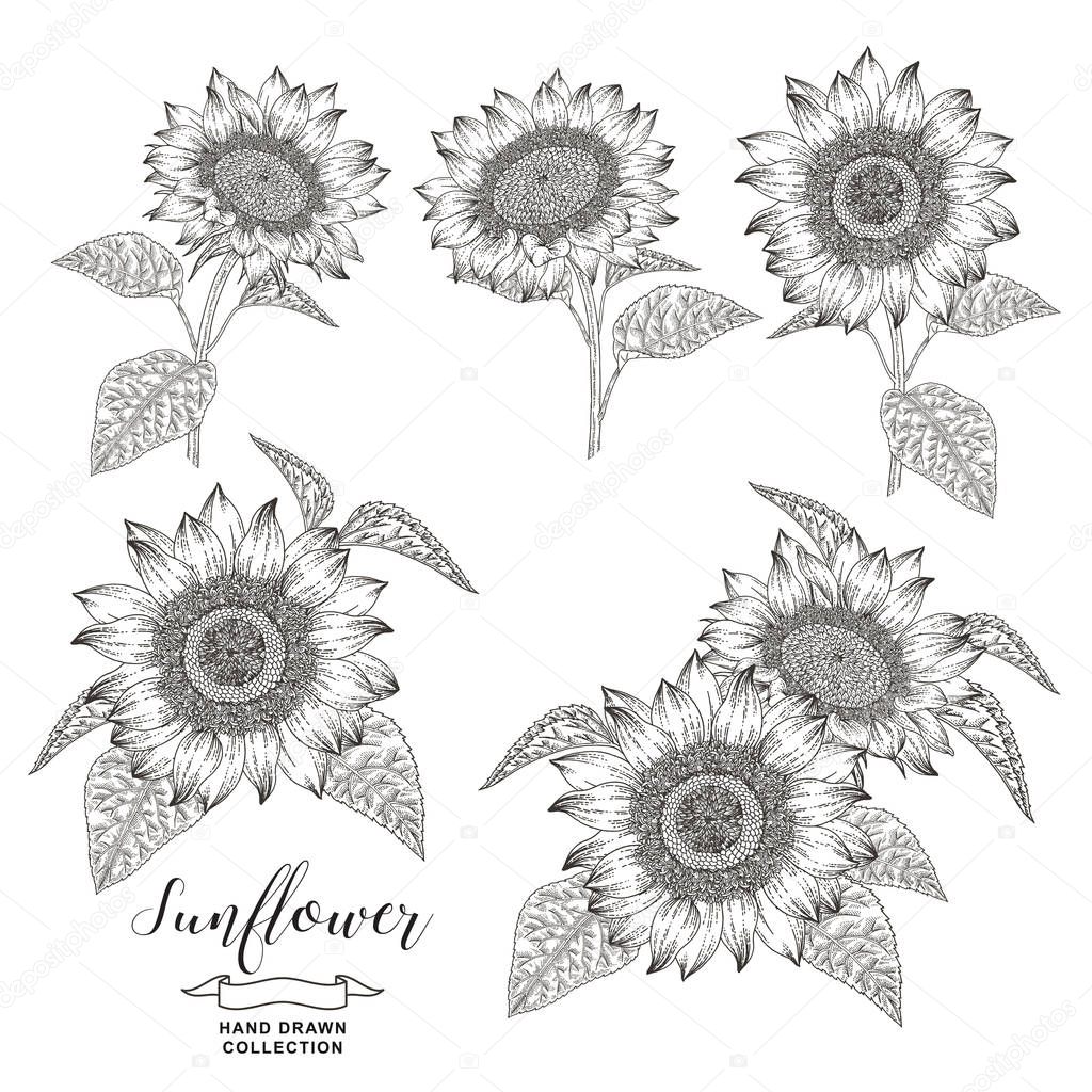 Sunflowers set. Hand drawn sunflowers isolated on white background. Autumn flowers compositions. Vector illustration botanical. Vintage engraving style. Black and white.