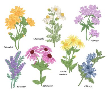 Şifalı bitkiler koleksiyonu. Papatya, Calendula, Echinacea, Valerian, Lavanta, Arnica Montana, Chicory çiçekleri. Vektör çizimi botanik. Renkli oyma biçimi.