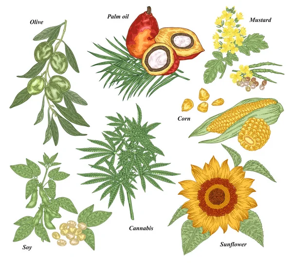 Ölpflanzen gesetzt. Oliven, Soja, Cannabis, Sonnenblumen, Senf, Mais, Ölpalmenzweige, Krapfen und Blumen handgezeichnet. Vektorillustration botanisch. Vintage Gravur Stil. — Stockvektor