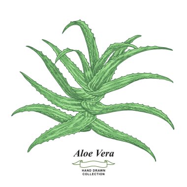 Aloe vera bitkisi beyaz arka planda izole edilmiş. Şifalı bitkiler. Vektör çizimi el çizimi. Eski gravür biçimi.