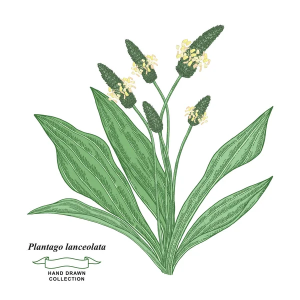 Plantago lanceolata plant geïsoleerd op witte achtergrond. Ribwort weegbree of Engels weegbree hand getekend.Medische kruiden collectie. Vector illustratie botanisch. Vintage graveerstijl. — Stockvector