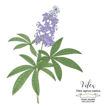 Vitex agnus-castus, vitex, el çizimi çiçekli saf ağaç dalı. Renkli vektör çizimi. Ayrıntılı çizim biçimi.