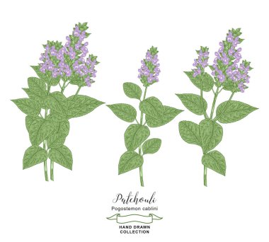 Beyaz arka planda yaprakları ve çiçekleri olan silhat bitkisi dalları. Tıbbi bitkiler elle çizilmiş. Renkli vektör çizimi. Ayrıntılı çizim biçimi.