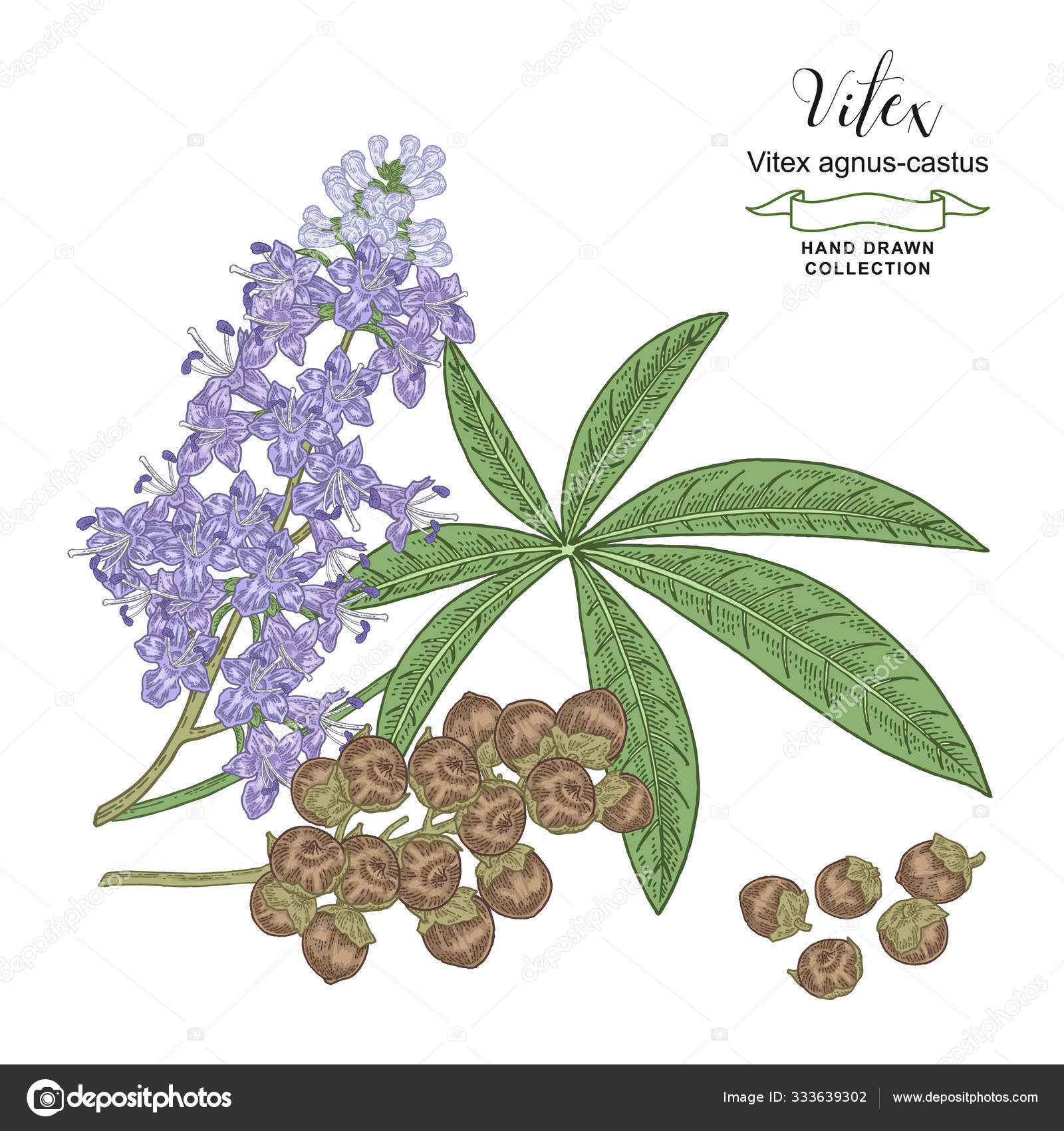 Vitex tree branch with flowers, leaves and fruits. Vitex agnus ...