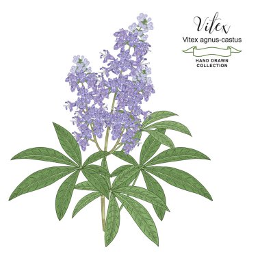 Vitex ağacının yapraklı ve çiçekli dalları. Vitex agnus-castus, saf ağaç renkli vektör çizimi. Ayrıntılı çizim biçimi.