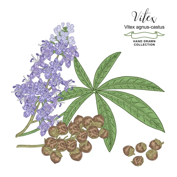 Vitex boomtak met bloemen, bladeren en vruchten. Vitex agnus-castus, kuise boomhand getrokken. Kleurrijke vector illustratie. Gedetailleerde schets stijl. — Stockvector