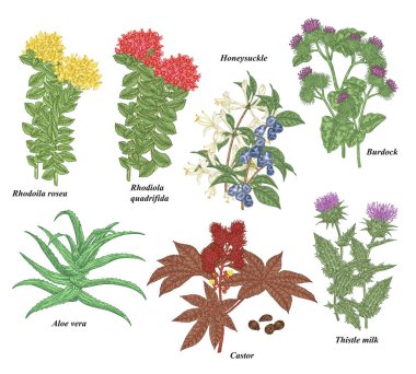 Şifalı bitkiler ve şifalı bitkiler. Rhodoila Rosea, Rhodiola Quadrifida, burdock, hanımeli, devedikeni, Castor ve aloe vera el yapımı. Vektör çizimi botanik. Renkli oyma biçimi.
