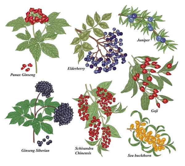 Ensemble de plantes médicales. Panax Ginseng, genévrier, baies de Goji, ginseng de Sibérie, Schisandra et argousier dessinés à la main. Illustration vectorielle botanique. Style gravé coloré . — Image vectorielle