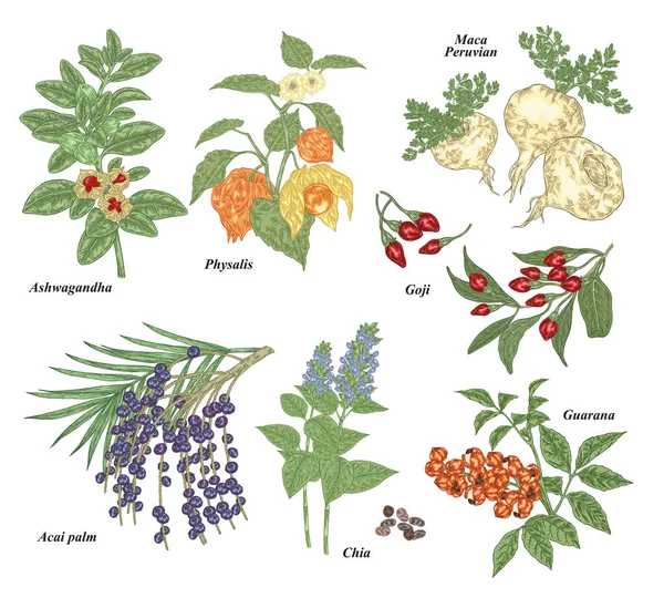 Medical and healthcare plant set. Ashwagandha, acai berries, goji, physalis, maca, chia, and guarana hand drawn. Colorful vector illustration. Detailed sketch style. — 스톡 벡터