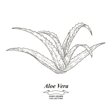 Aloe Vera el çizimi bırakır. Tıbbi bitkiler koleksiyonu. Vektör çizimi. Eski gravür biçimi.