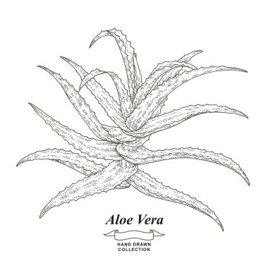 Aloe vera bitki eli çizilmiş. Tıbbi bitkiler koleksiyonu. Vektör çizimi. Eski gravür biçimi.