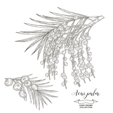 Beyaz arka planda yalıtılmış böğürtlenli Acai palmiye dalı. Acai üzümleri elle çizilmiş. Vektör çizimi. Ayrıntılı çizim biçimi.