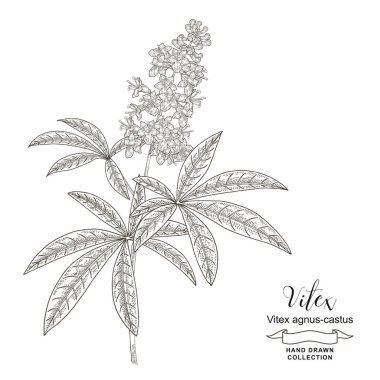 Vitex agnus-castus, vitex, çiçek ve yapraklı saf ağaç dalı. Vektör çizimi botanik. Ayrıntılı çizim biçimi.