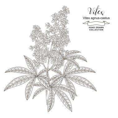 Vitex ağacının yapraklı ve çiçekli dalları. Vitex agnus-castus, saf ağaç vektör çizimi. Ayrıntılı çizim biçimi.