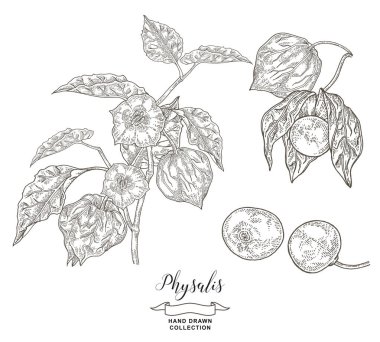 Yapraklı, çiçekli ve meyveli Physalis bitkisi. Vektör çizimi botanik. Ayrıntılı çizim biçimi.