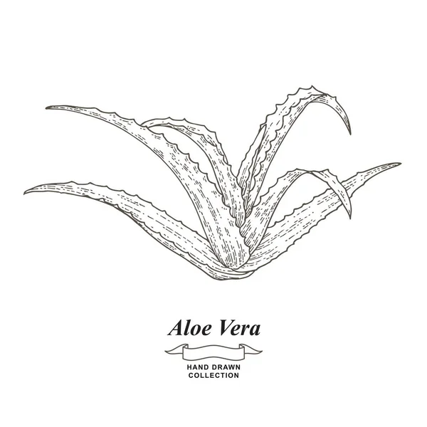 アロエベラは手描きの葉。薬草収集。ベクトルイラストヴィンテージ彫刻スタイル. — ストックベクタ