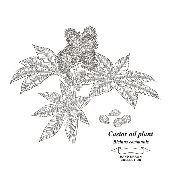 Castor oil plant hand drawn. Leaves and beans of Ricinus communis. Medical herbs collection. Vector illustration botanical.