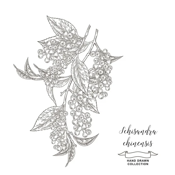 Schisandra chinensis tak met bladeren en bessen. Medische planten met de hand getekend. Vector illustratie botanisch. Gedetailleerde schets stijl. — Stockvector