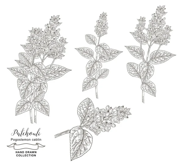 Ramas de plantas de pachulí con hojas y flores aisladas sobre fondo blanco. Hierbas médicas dibujadas a mano. Ilustración vectorial. Estilo de boceto detallado . — Vector de stock