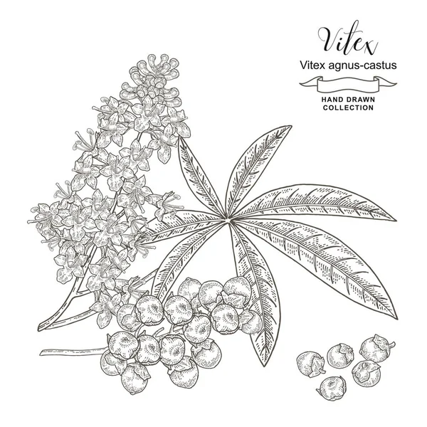 Vitex faág virágokkal, levelekkel és gyümölcsökkel. Vitex agnus-castus, szűzies fa kézzel rajzolva. Vektor illusztráció botanikai. Részletes vázlat stílus. — Stock Vector