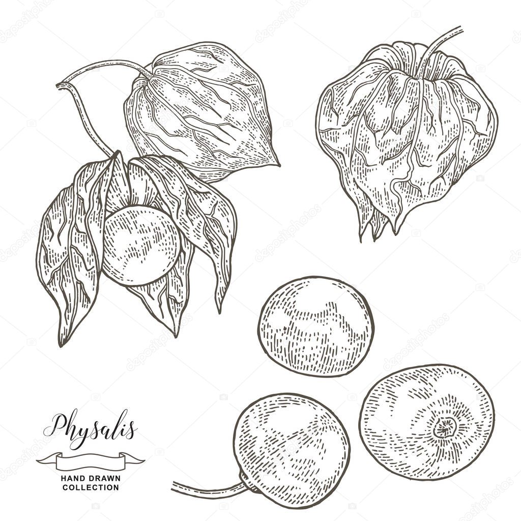 Physalis plant. Ripe berries of physalis isolated on white background. Medical herbs hand drawn. Vector illustration. Detailed sketch style.