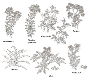 Medical plants and herbs set. Rhodoila rosea, Rhodiola quadrifida, burdock, honeysuckle, thistle, castor and aloe vera hand drawn. Vector illustration botanical. Engraved style. clipart