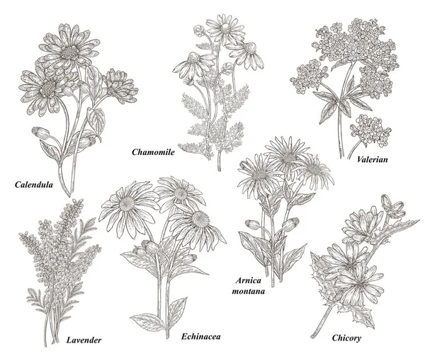 Chamomile, Calendula, Echinacea, Valerian, Lavender, Arnica montana, Chicory hand drawn. Medical plants set. Vector illustration botanical. Engraved style. — Stock vektor