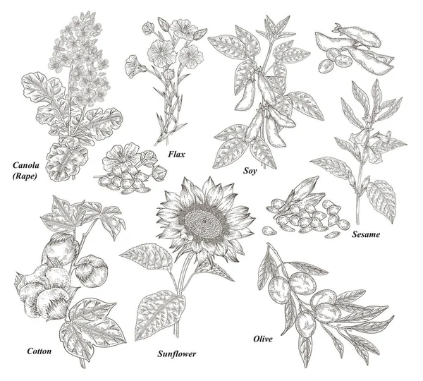 Plantas oleaginosas. Canola, algodón, lino, girasol, oliva, soja y ramas de sésamo y flores dibujadas a mano. Ilustración vectorial botánica. Grabado vintage . — Archivo Imágenes Vectoriales