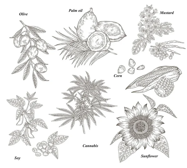 Oil plants set. Olive, soy, cannabis, sunflower, mustard, corn, oil palm branches, friuts and flowers hand drawn. Vector illustration botanical. Engraving style. — 图库矢量图片