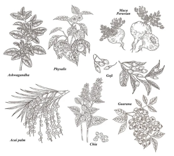 Medical and healthcare plant set. Ashwagandha, acai berries, goji, physalis, maca, chia and guarana hand drawn. Vector illustration. Detailed sketch style. — 图库矢量图片
